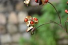 Live Plant Image