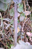 Live Plant Image