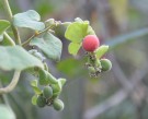 Live Plant Image