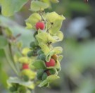 Live Plant Image