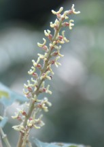 Live Plant Image