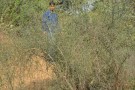 Live Plant Image