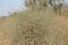 Live Plant Image