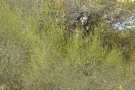 Live Plant Image