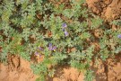 Live Plant Image