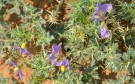 Live Plant Image
