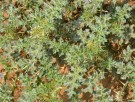 Live Plant Image