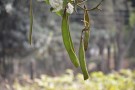 Live Plant Image