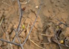 Live Plant Image