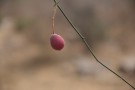 Live Plant Image