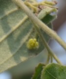 Live Plant Image
