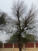 Live Plant Image