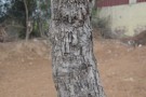 Live Plant Image