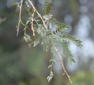 Live Plant Image