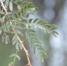 Live Plant Image