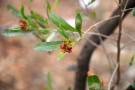 Live Plant Image