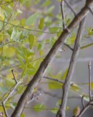 Live Plant Image