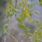 Live Plant Image