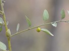 Live Plant Image