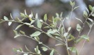 Live Plant Image