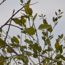 Live Plant Image