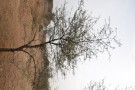 Live Plant Image