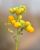 Live Plant Image