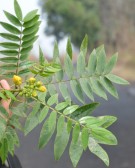 Live Plant Image