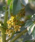Live Plant Image