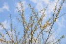 Live Plant Image