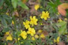 Live Plant Image