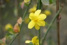 Live Plant Image