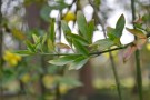 Live Plant Image