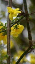 Live Plant Image