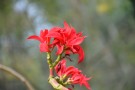 Live Plant Image