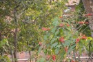 Live Plant Image