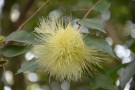 Live Plant Image
