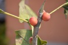 Live Plant Image