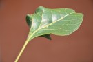 Live Plant Image