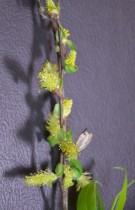 Live Plant Image