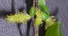 Live Plant Image