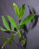 Live Plant Image