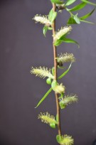 Live Plant Image