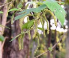 Live Plant Image