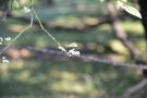 Live Plant Image