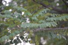 Live Plant Image
