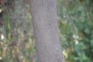 Live Plant Image