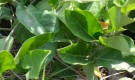 Live Plant Image