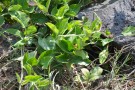 Live Plant Image
