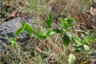 Live Plant Image